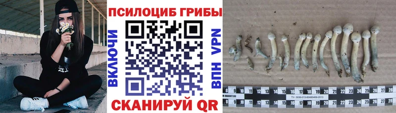 блэк спрут ССЫЛКА  Цивильск  Псилоцибиновые грибы Cubensis 